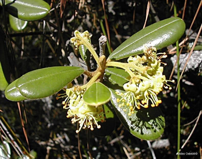 Solmsia calophylla 6