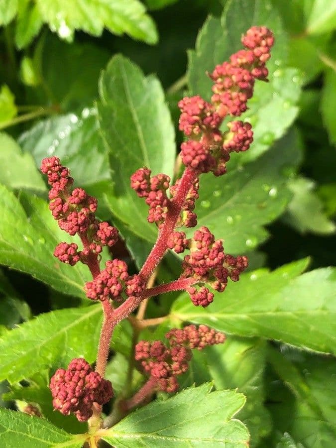 Astilbe di Thunberg