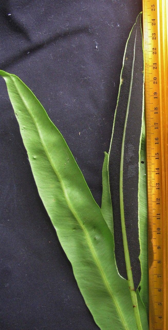 Elaphoglossum 5