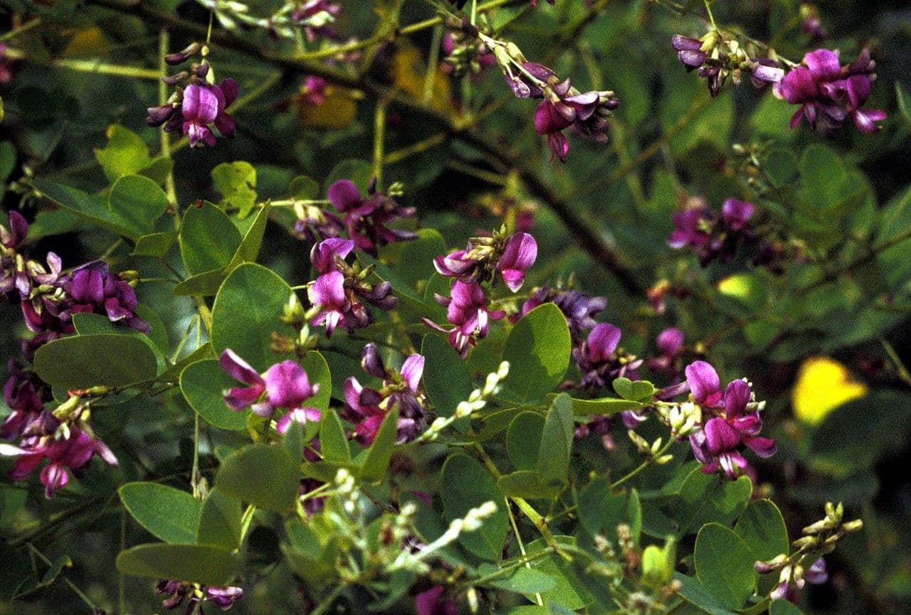 Lespedeza violacea 8
