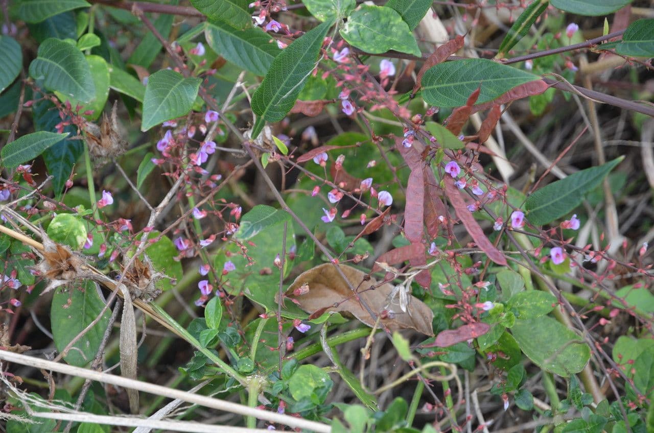 Tadehagi 2