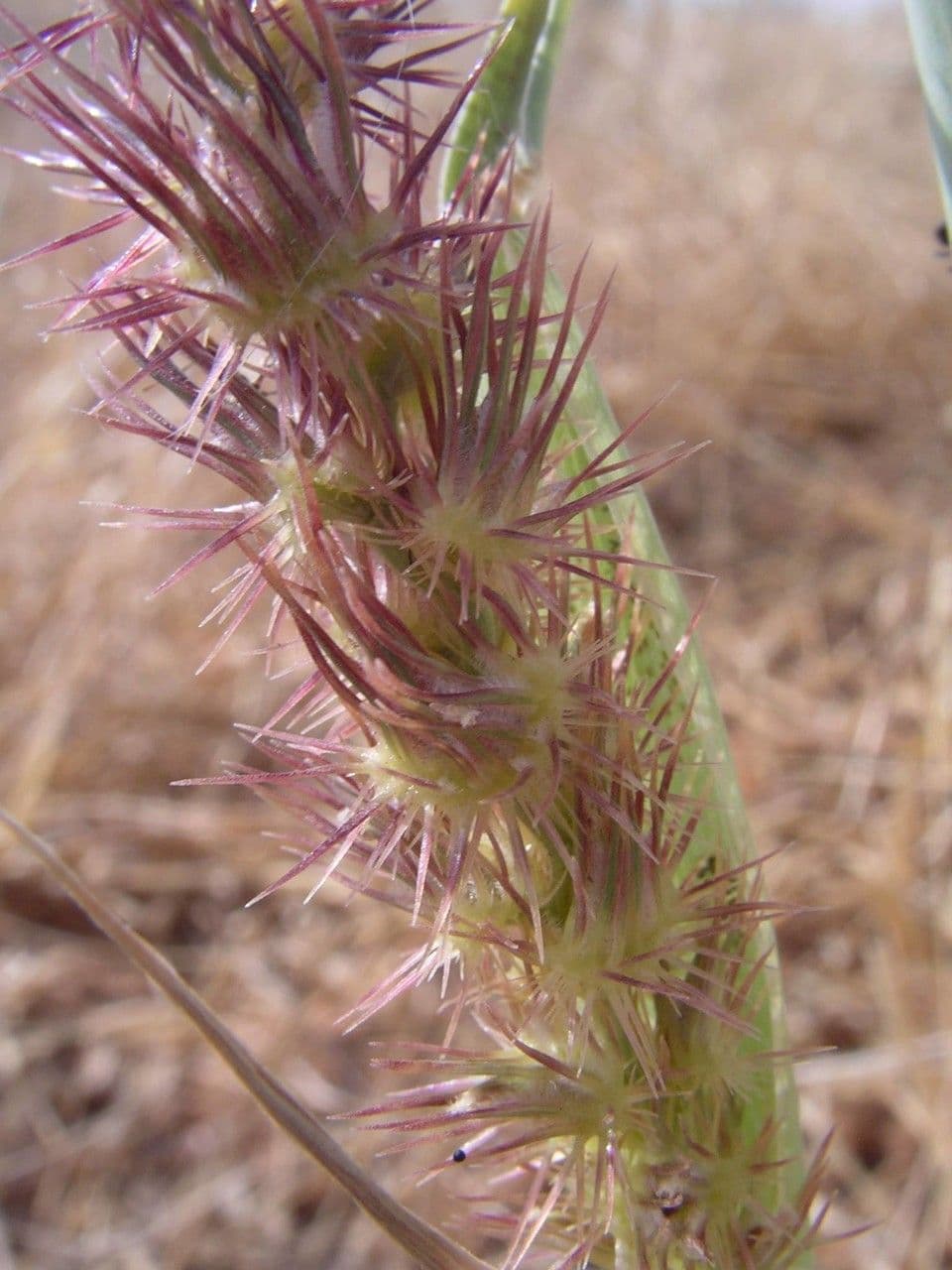Cenchrus biflorus 5