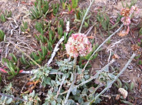 Eriogonum 7