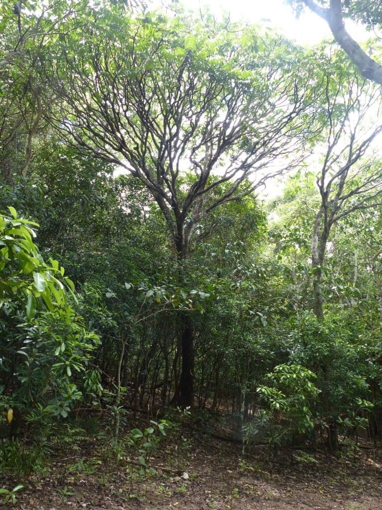 Polyscias 9