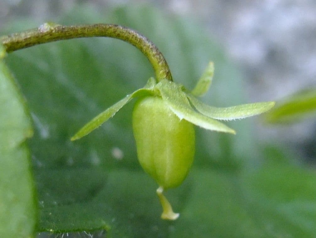 Viola biflora 3