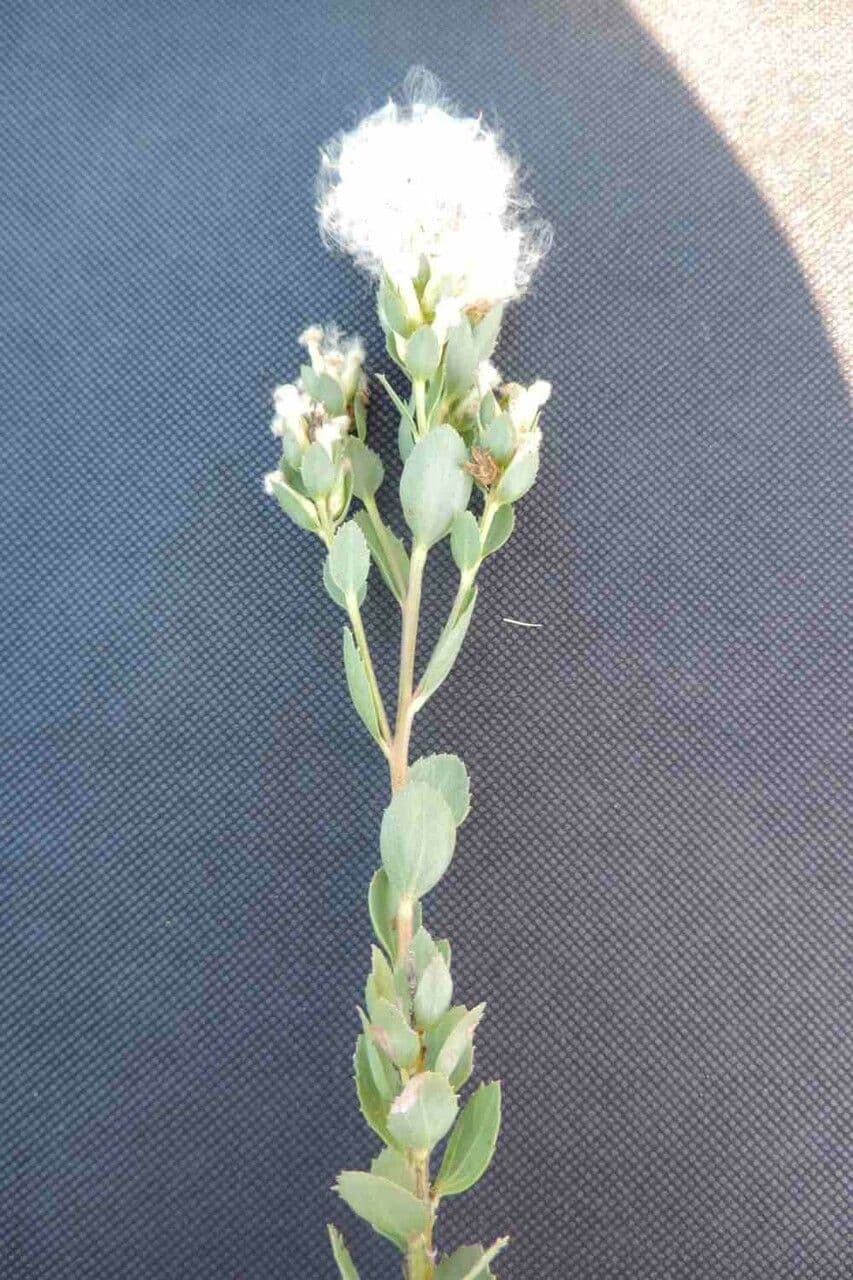 Baccharis 9