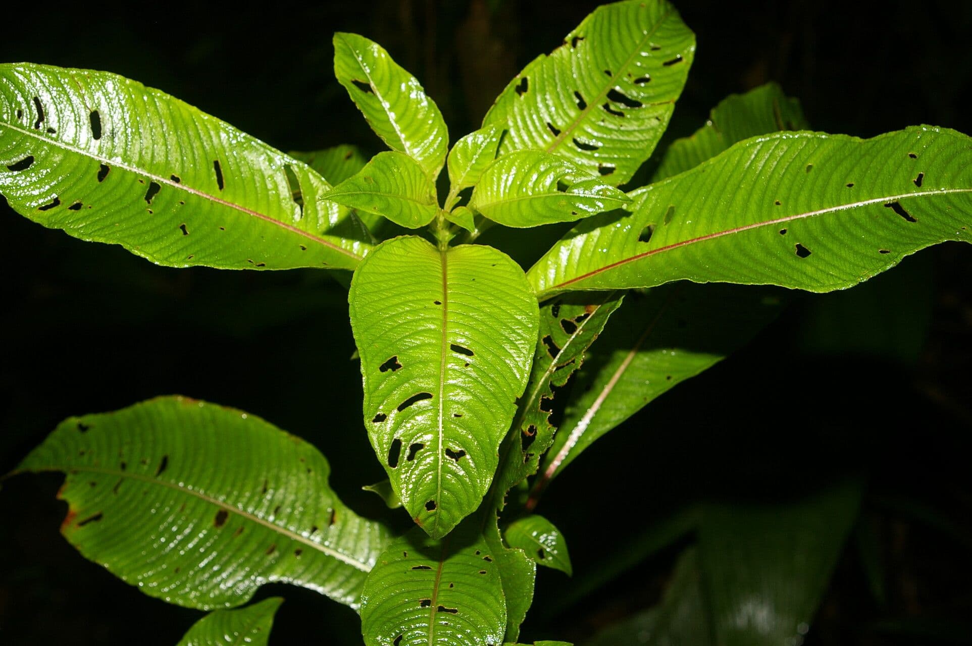 Ludwigia 9