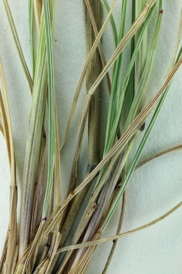 Festuca occidentale 5