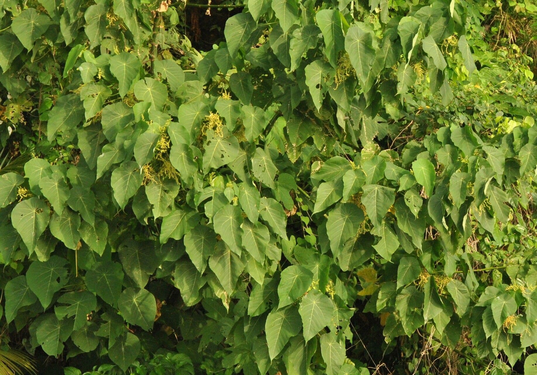 Macaranga 26