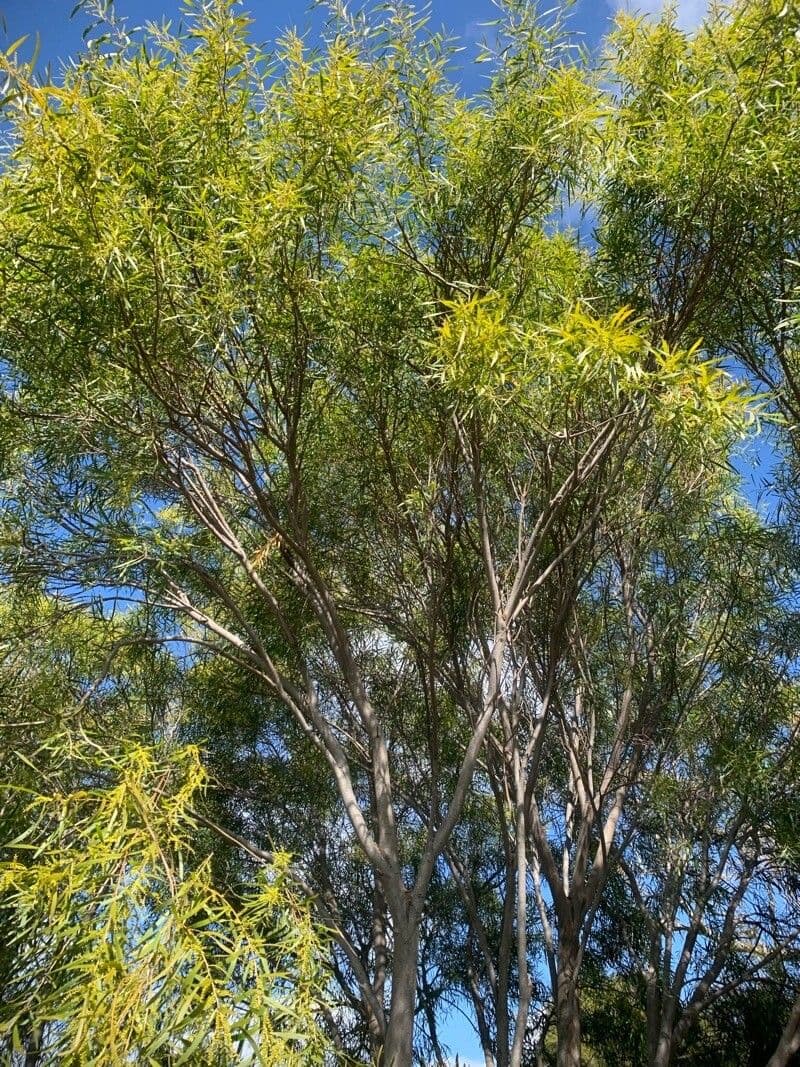 Acacia 10
