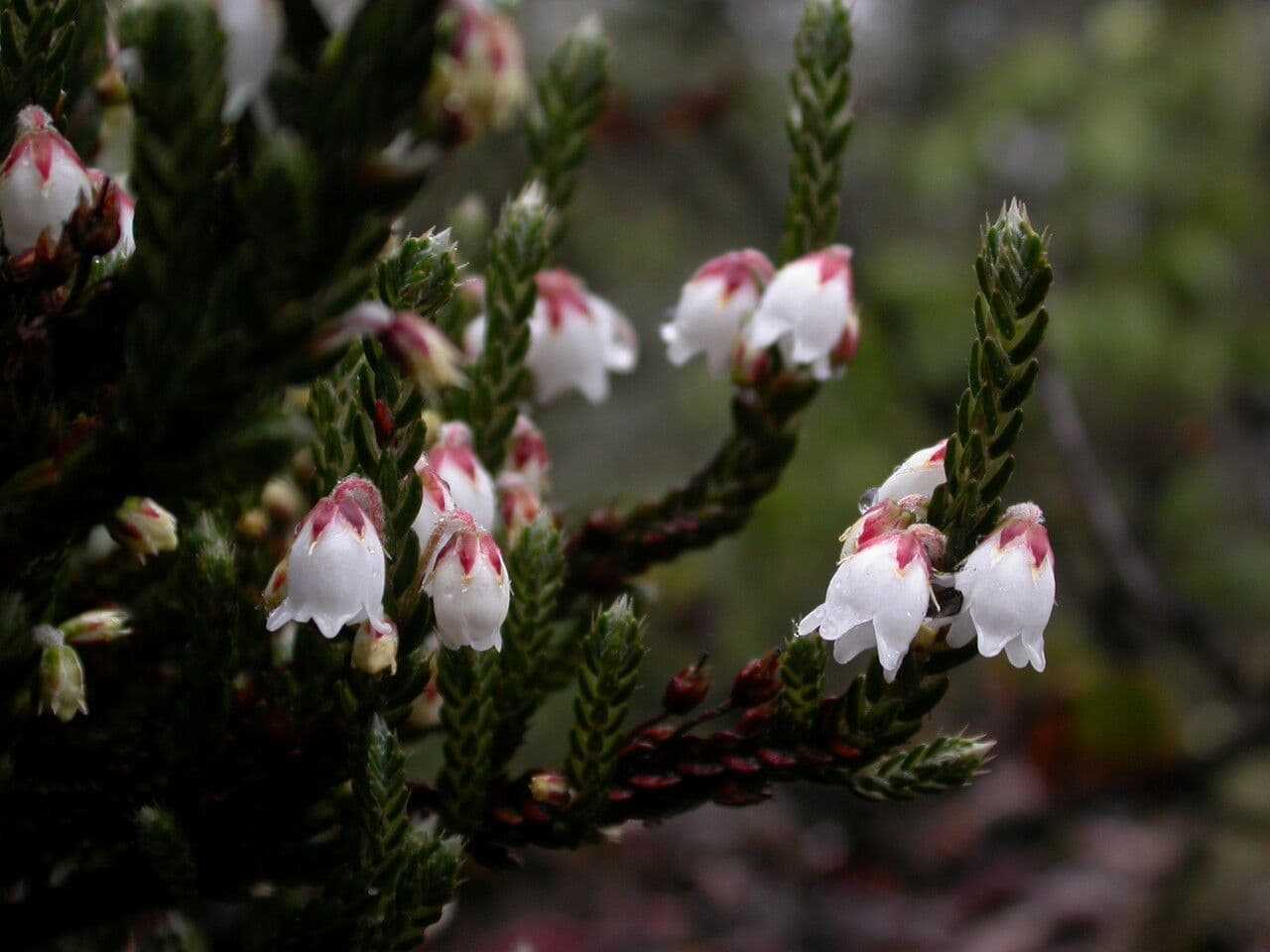 Cassiope fastigiata 10