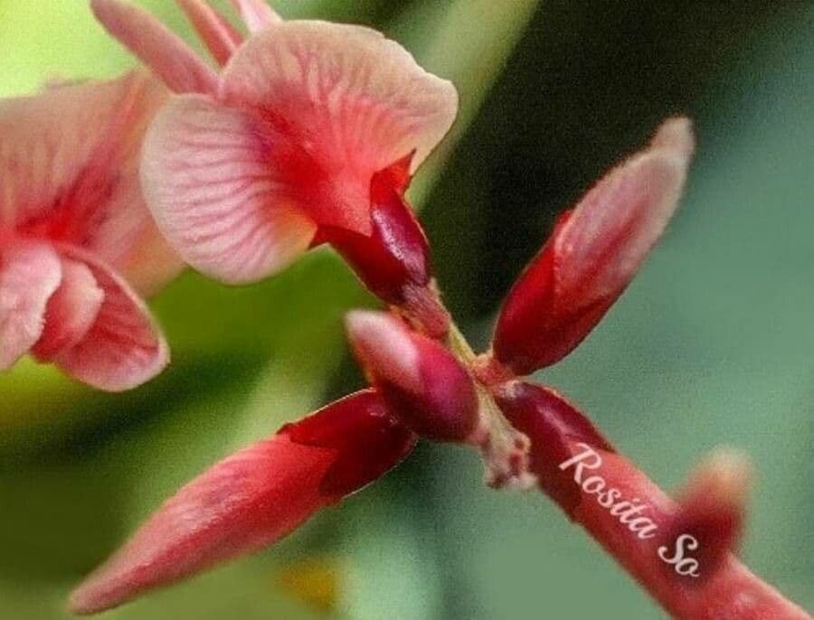 Macroptilium lathyroides 9