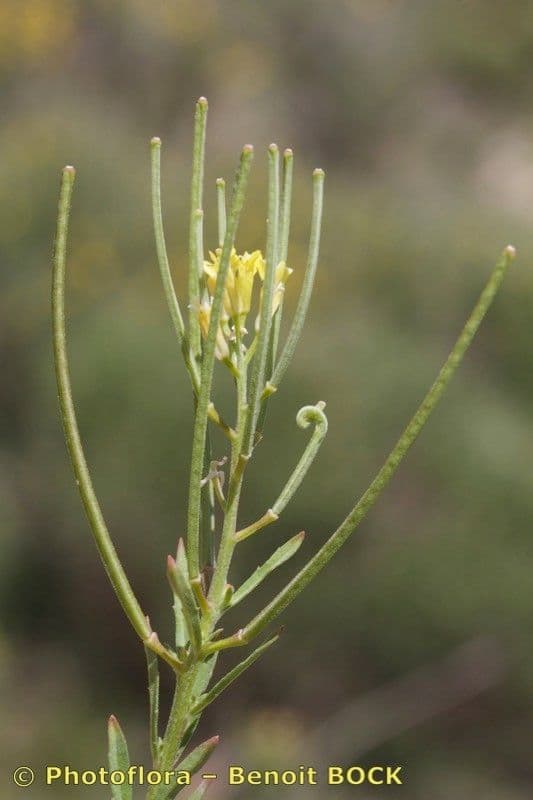 Erysimum incanum 6