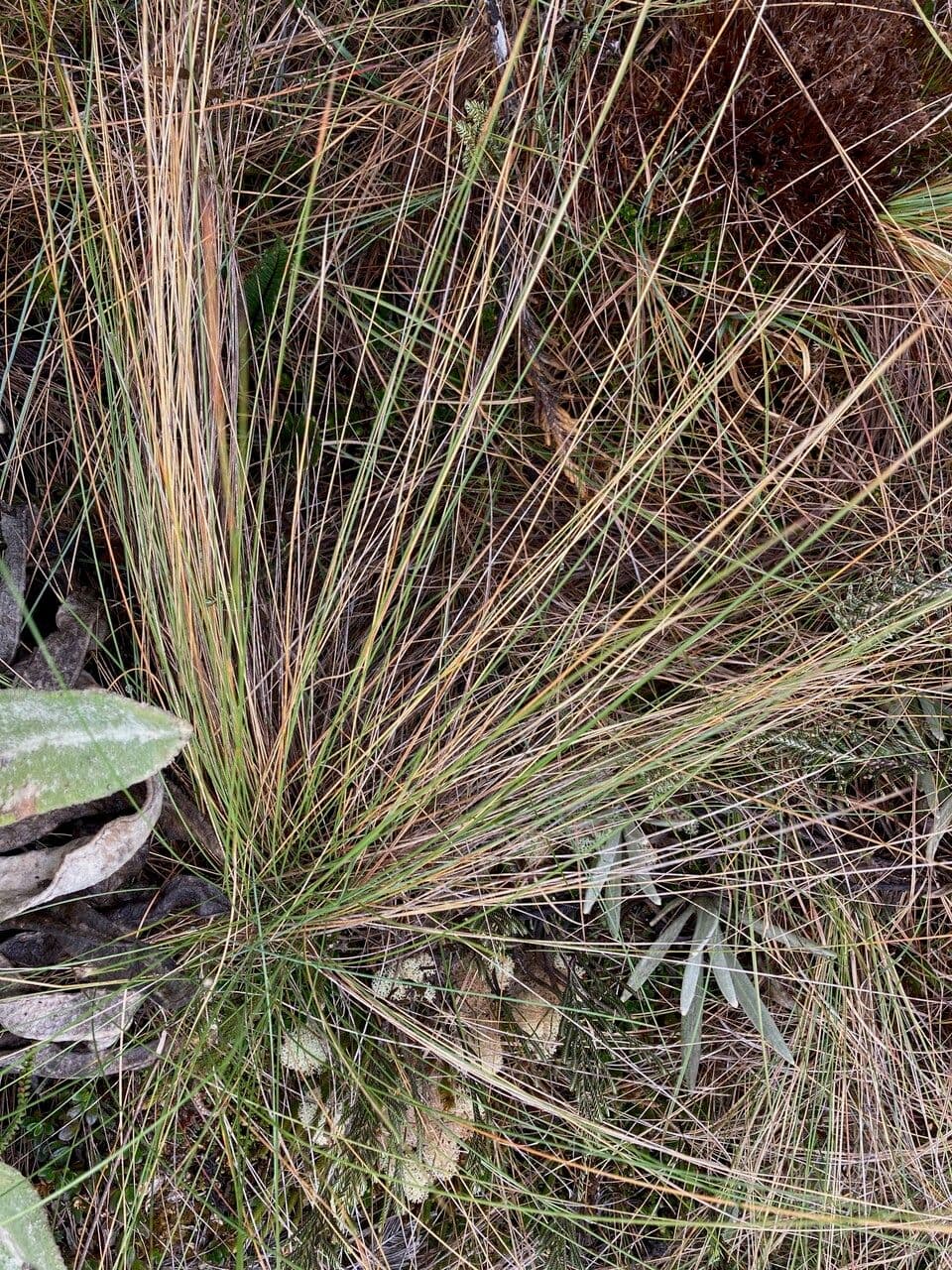 Calamagrostis 15