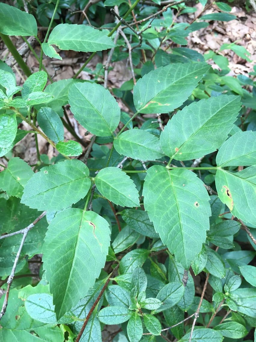Ligusticum 7
