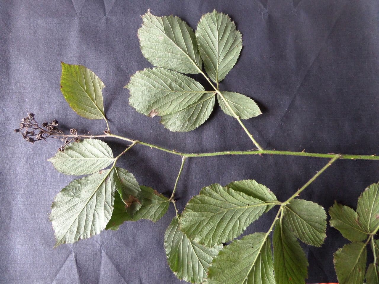 Großblättrige Brombeere 29