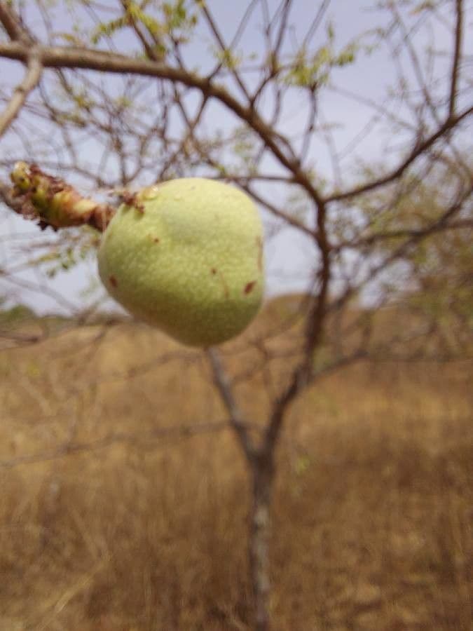 Marula 3