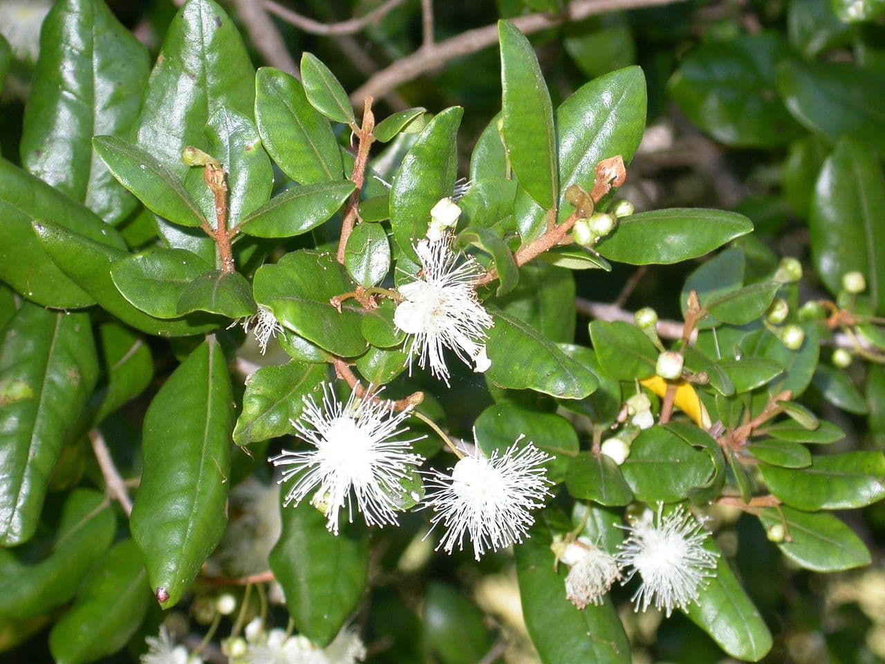 Myrceugenia 17