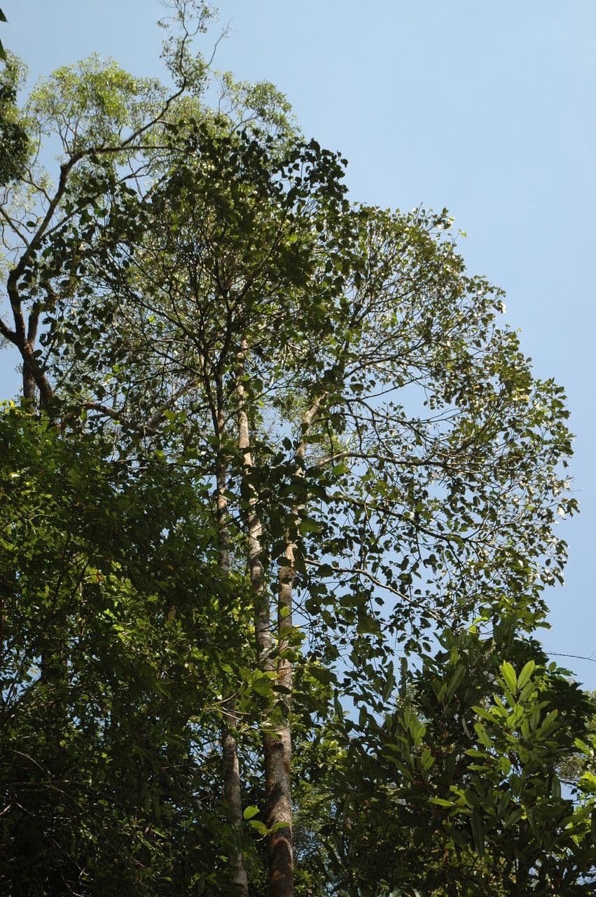 Bhesa
