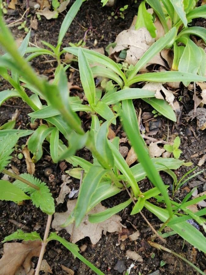 Veronica gentianella 14