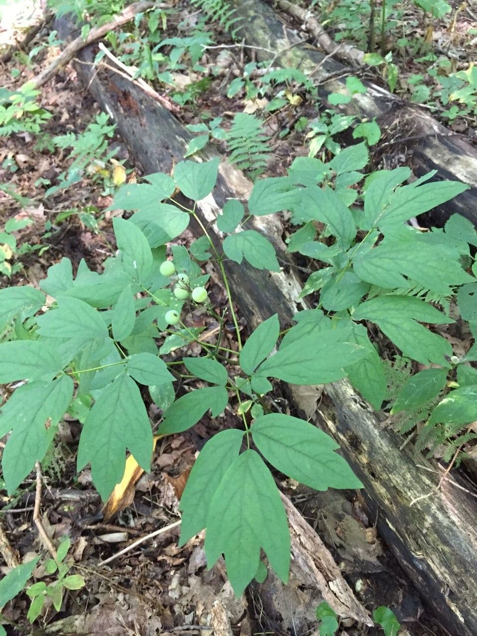 Caulophyllum 15