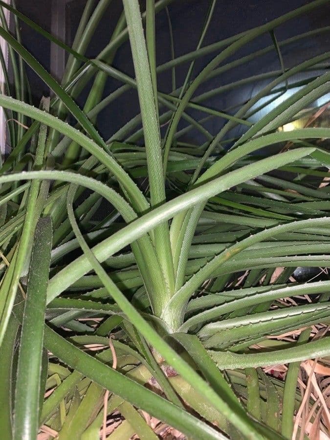 Puya 9