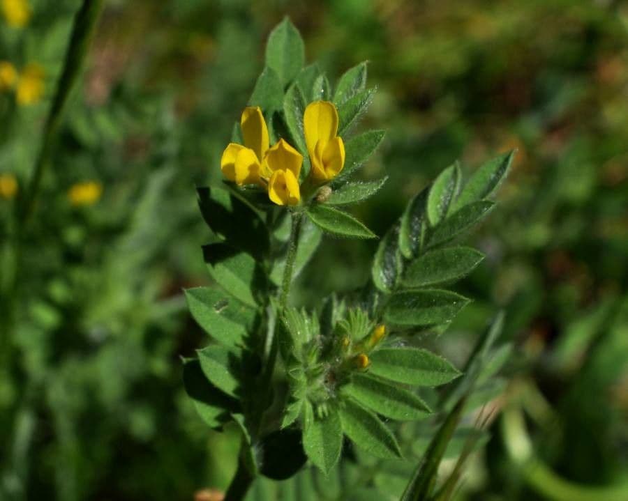 Uccellina comune 8