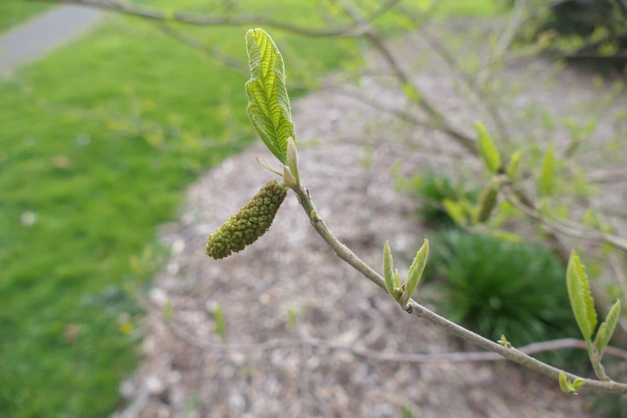 Sinowilsonia 2