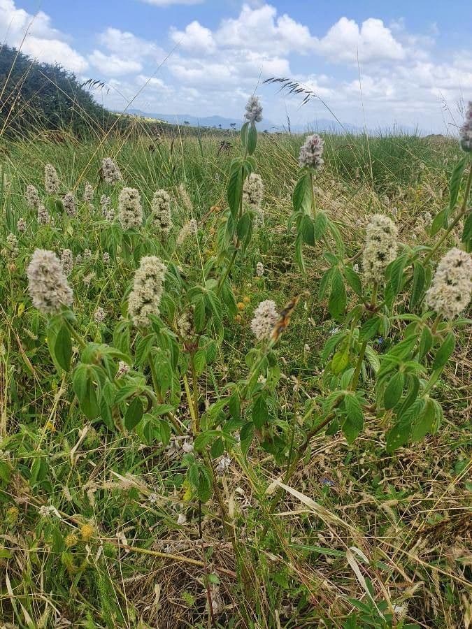 Cyathula 9