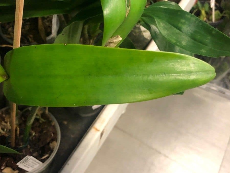 Orange Cattleya 7