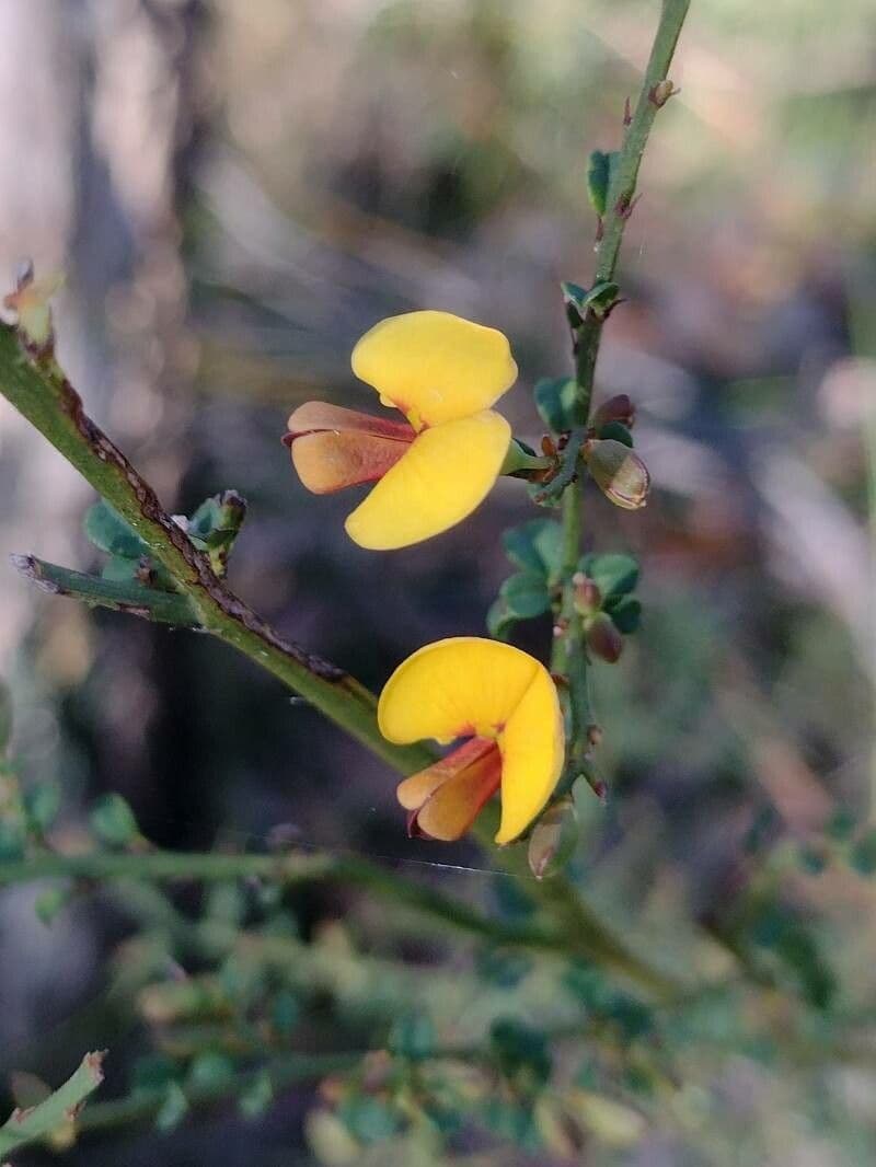 Bossiaea obcordata 5