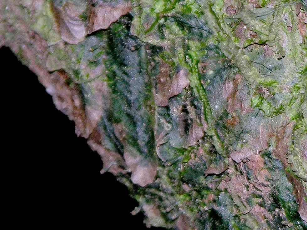 Trichomanes 3