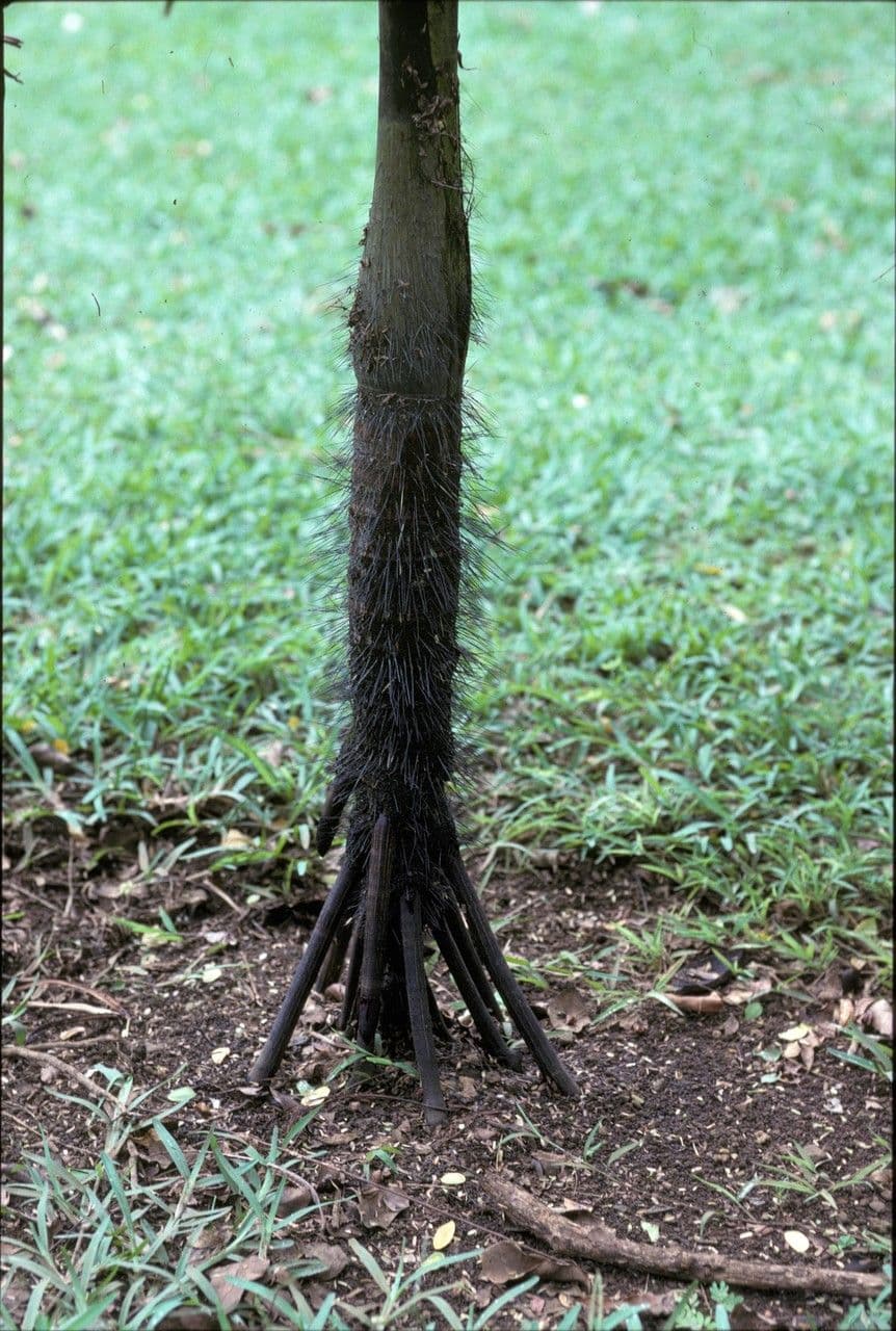 Verschaffeltia 11