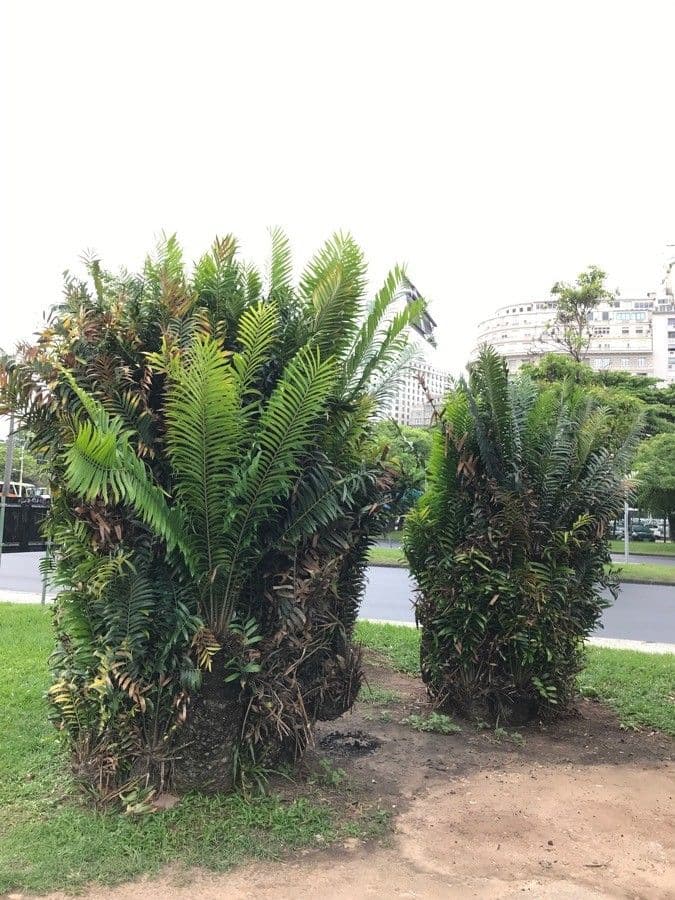 Kongo-Riesen-Palmfarn 2