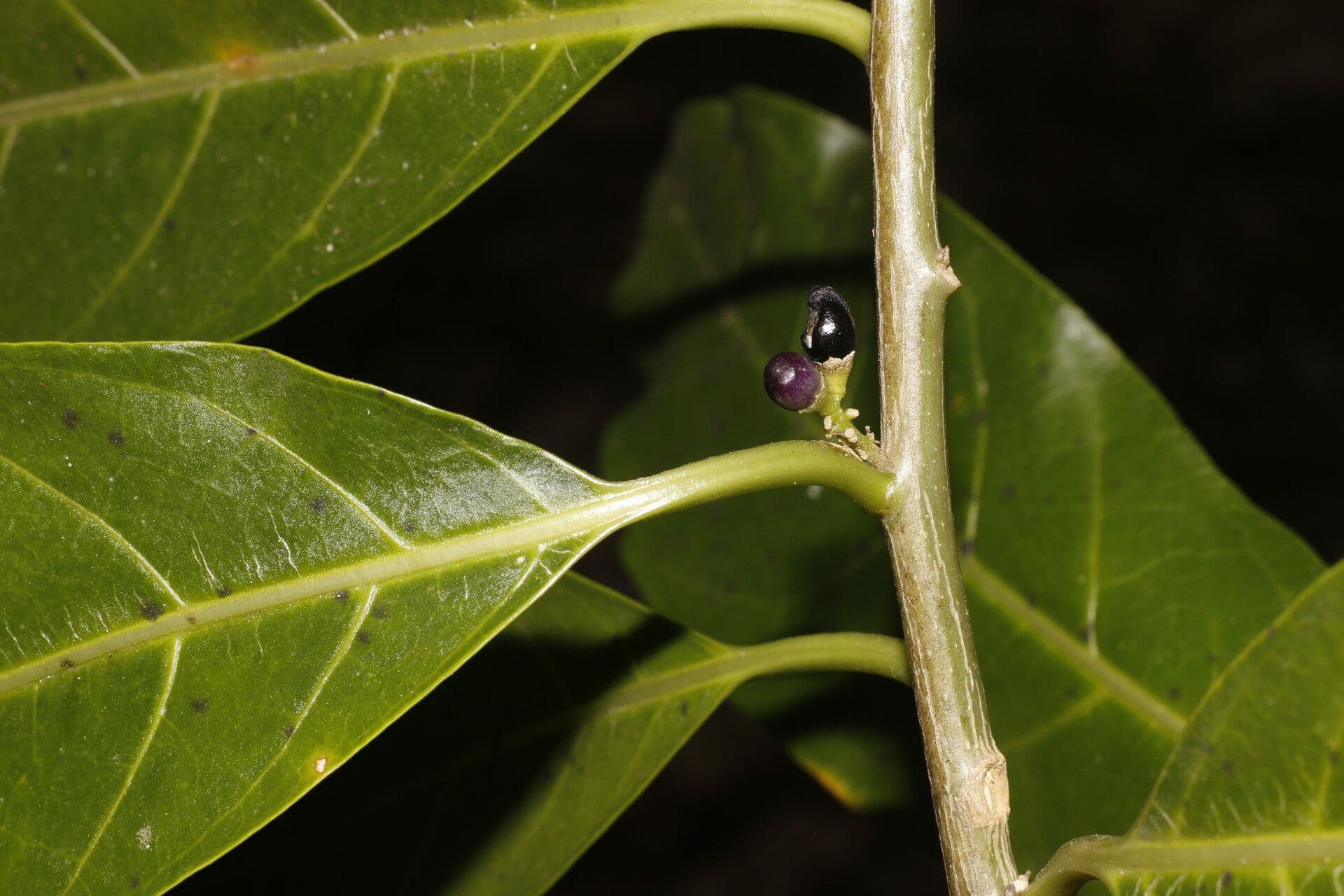 Drüsiges Cestrum 3