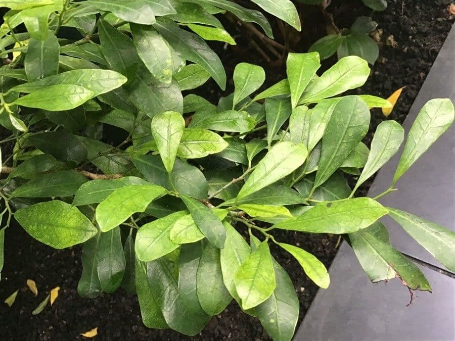 Trilepisium
