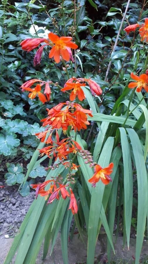 Crocosmia dorata 16