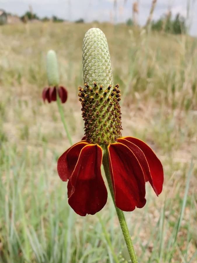 Ratibida columnifera 4