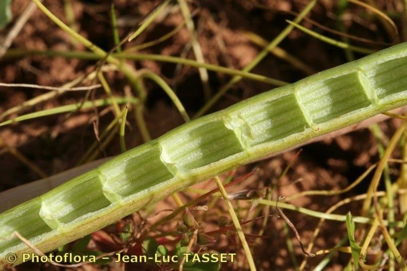 Panicaut cornu