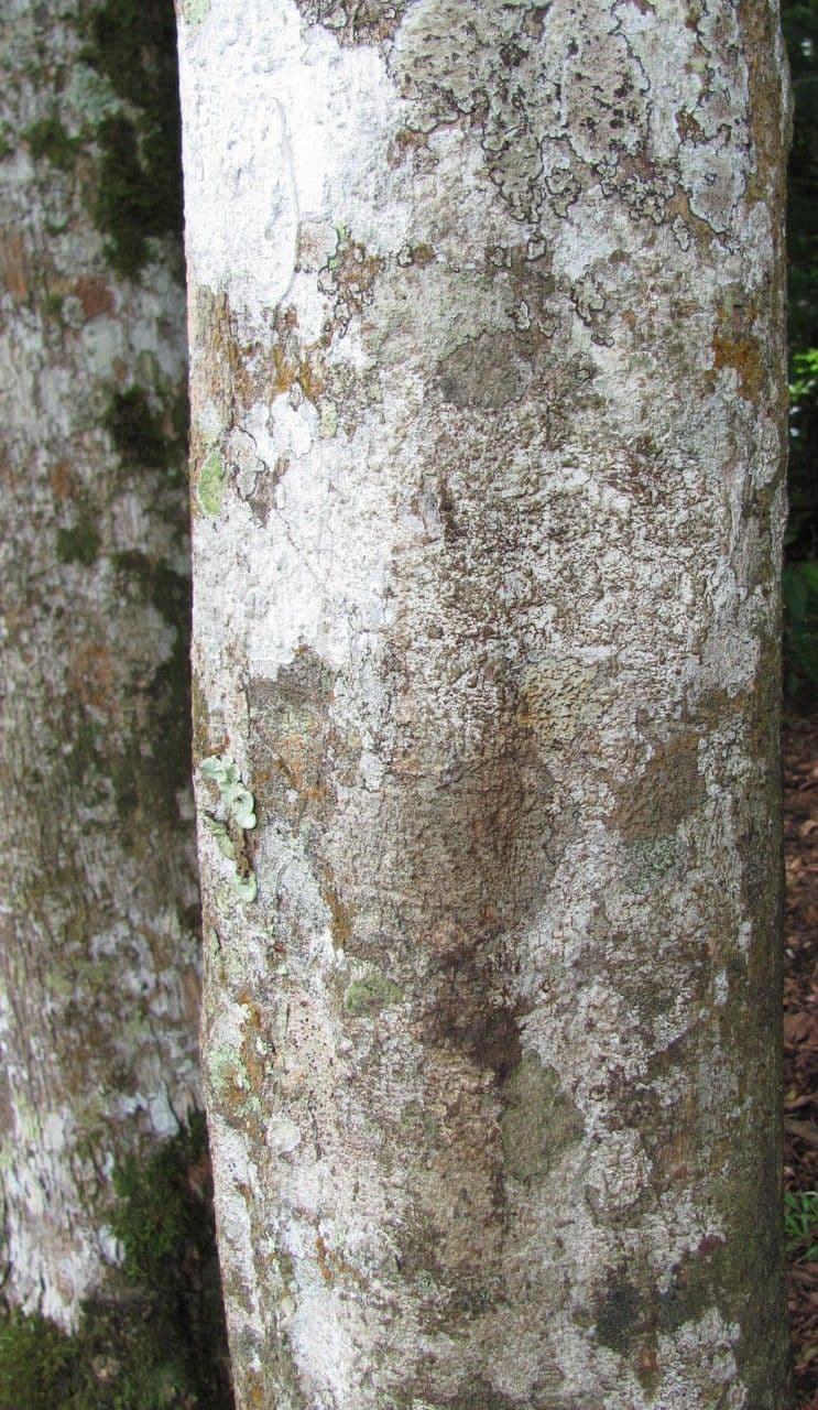 Hirtella triandra 20