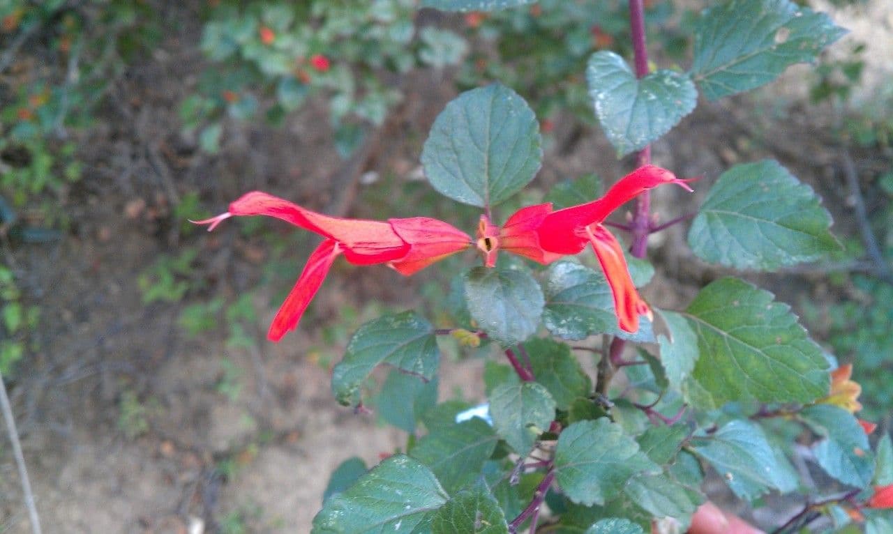 Salvia 4