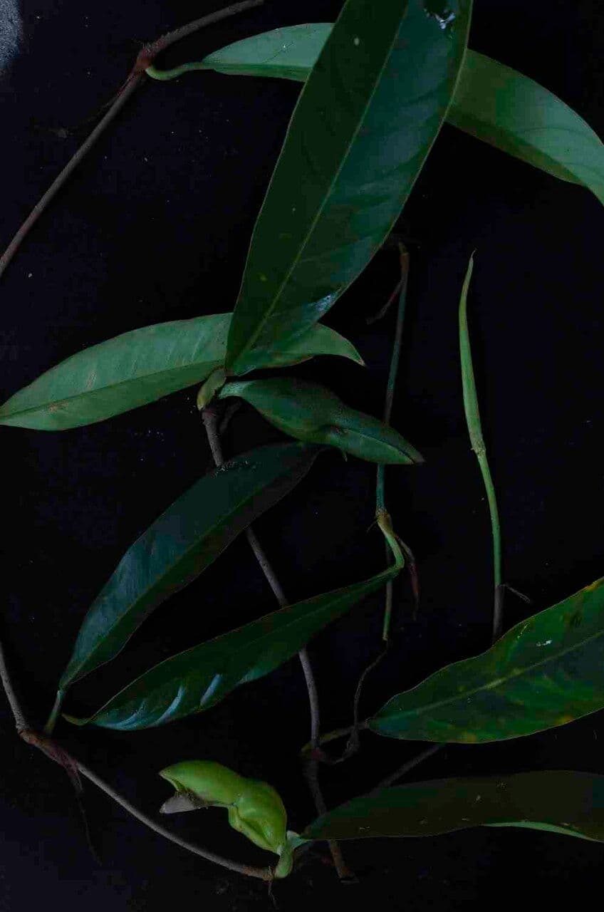Filodendron 9