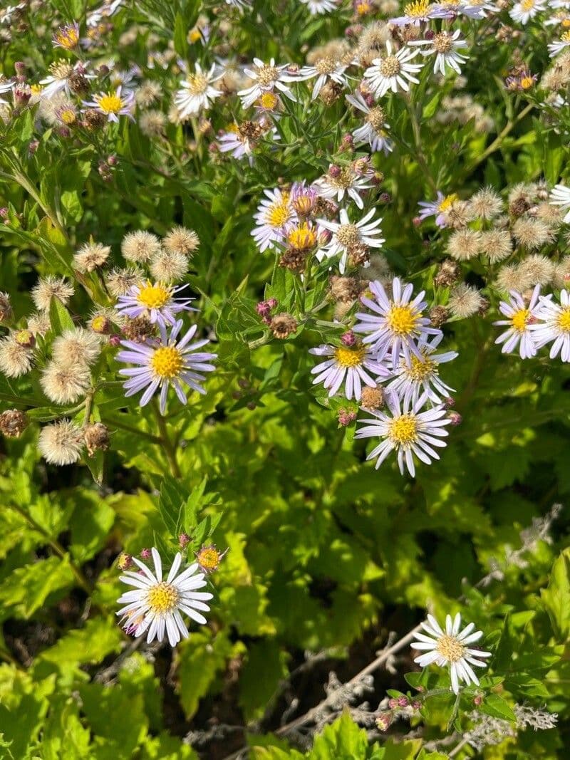 Aster ageratoides 3