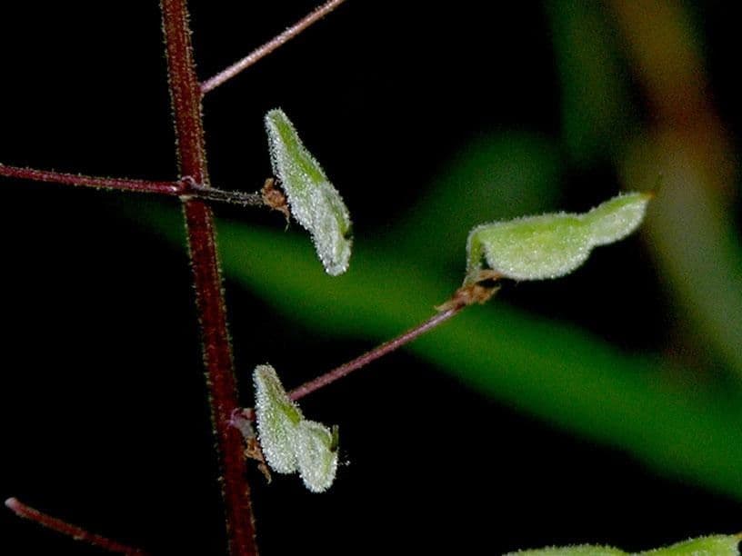 Desmodium