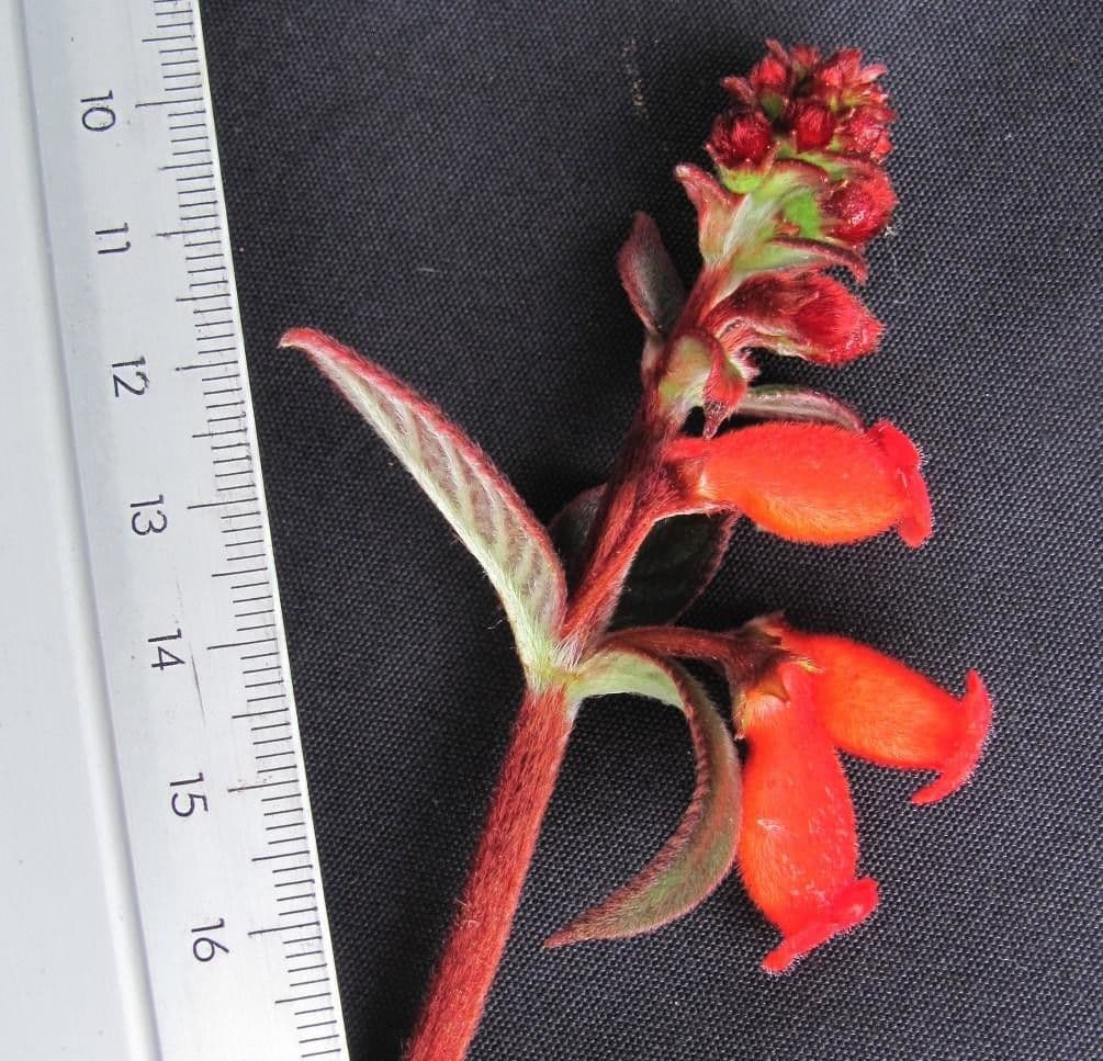 Kohleria spicata 22