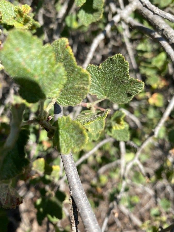 Ribes malvaceo 11