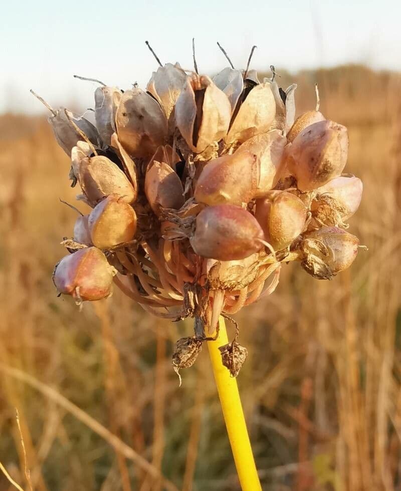 Allium suaveolens 5