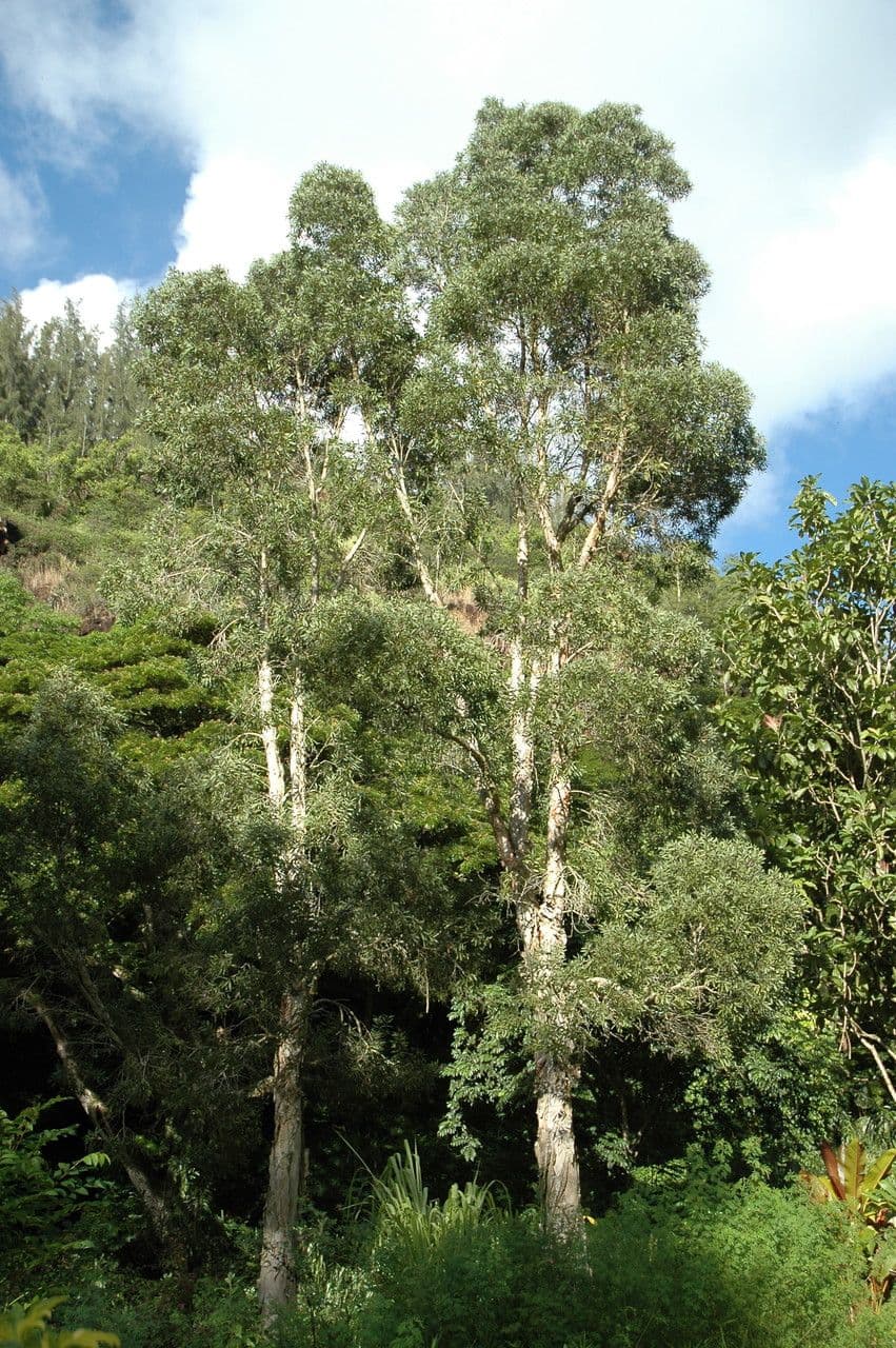 Melaleuca bianca 3