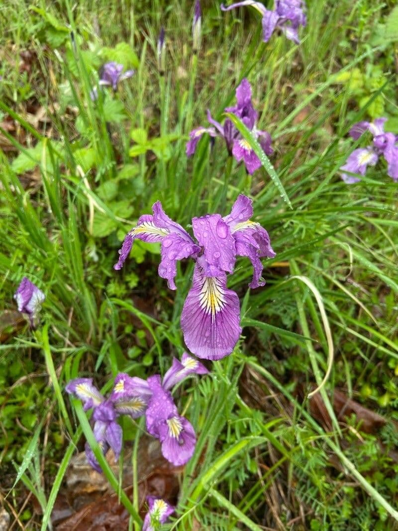 Iris di Douglas 5