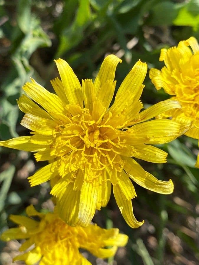 Scorzonera minore 5